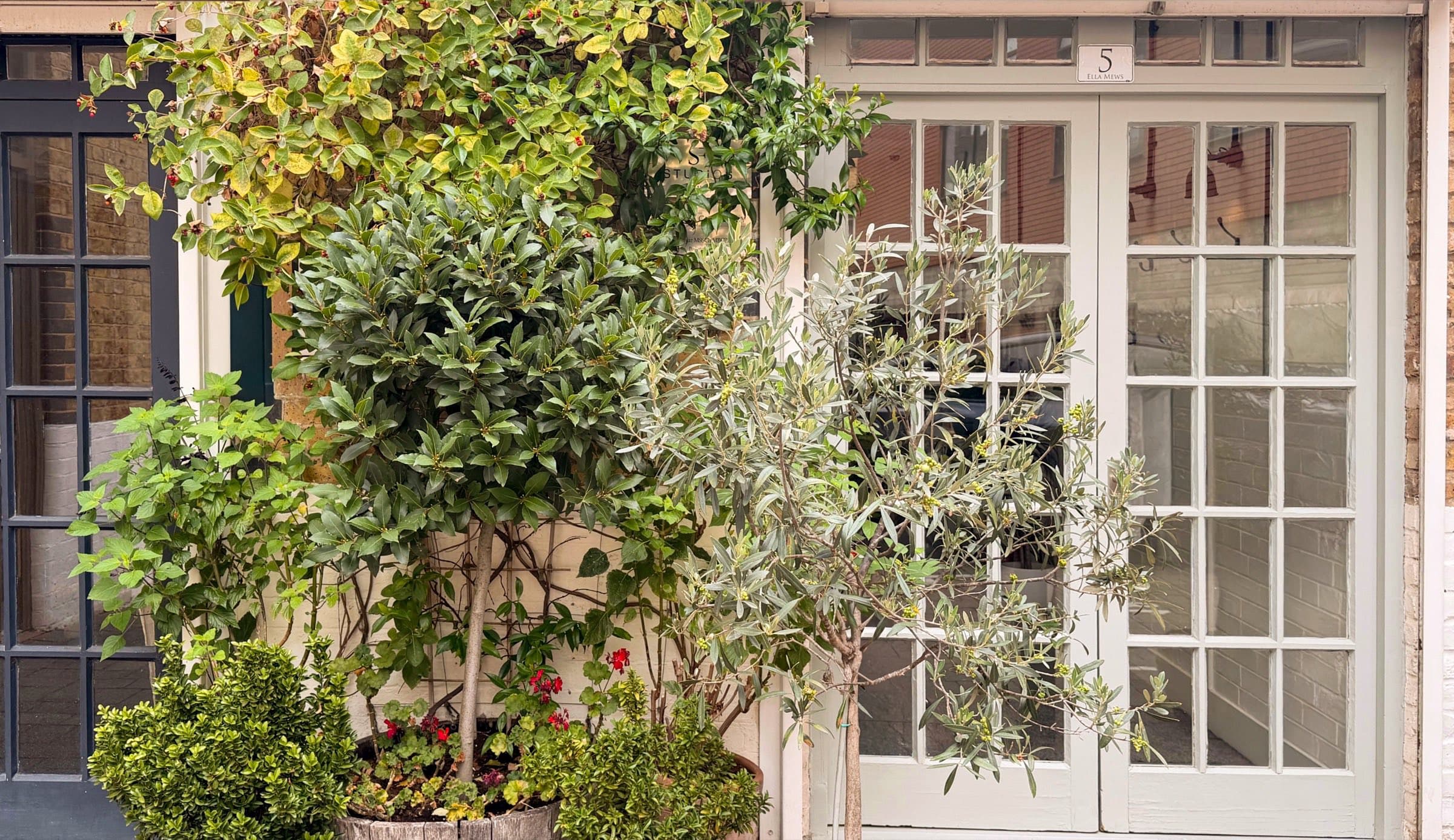 The entrance to SF Studios at 5 Ella Mews, Hampstead, framed by planting