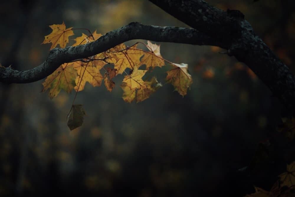 autumn leaves on a tree