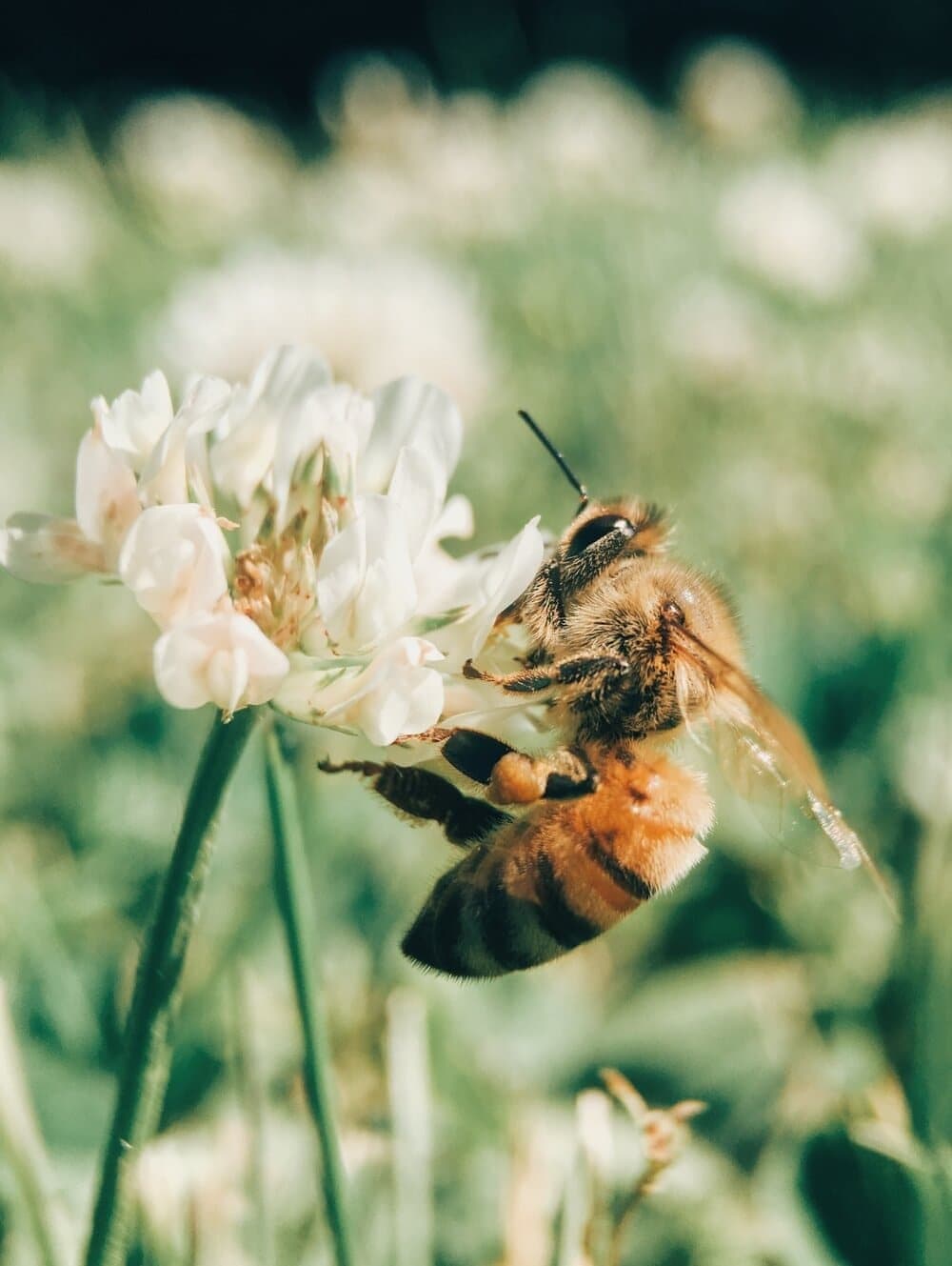 bee flying by a flower