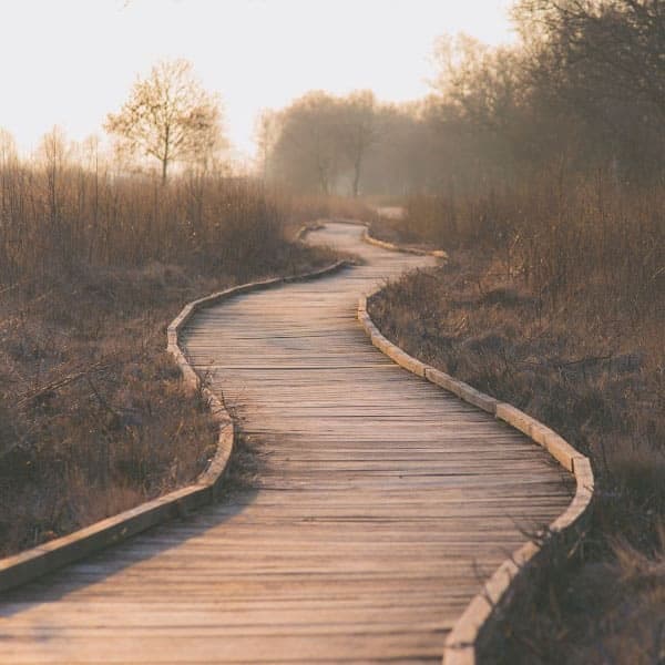 walkway into the forest