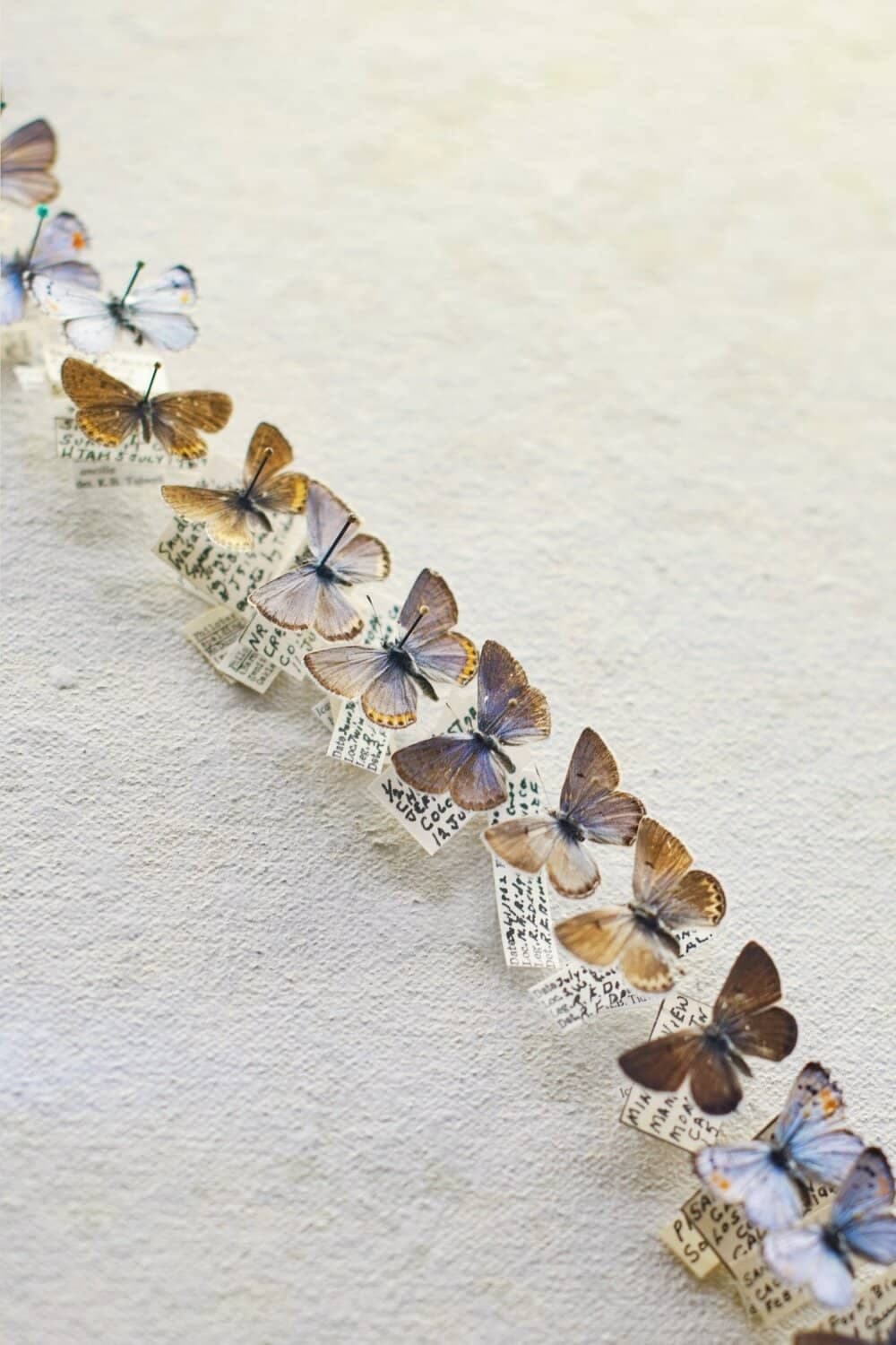 butterflies sitting on notes