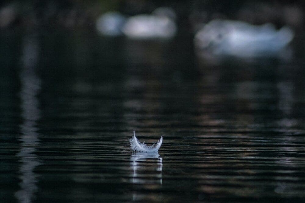 feather floating on water