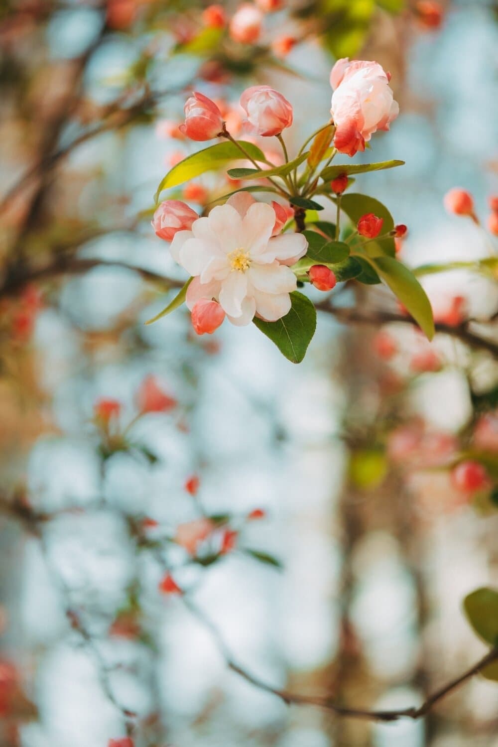 flowers blooming
