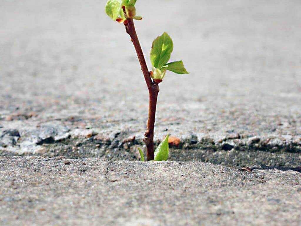 growing plant sf studios london