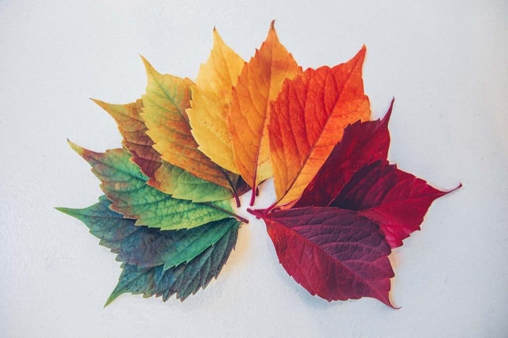 leaves sf studios london