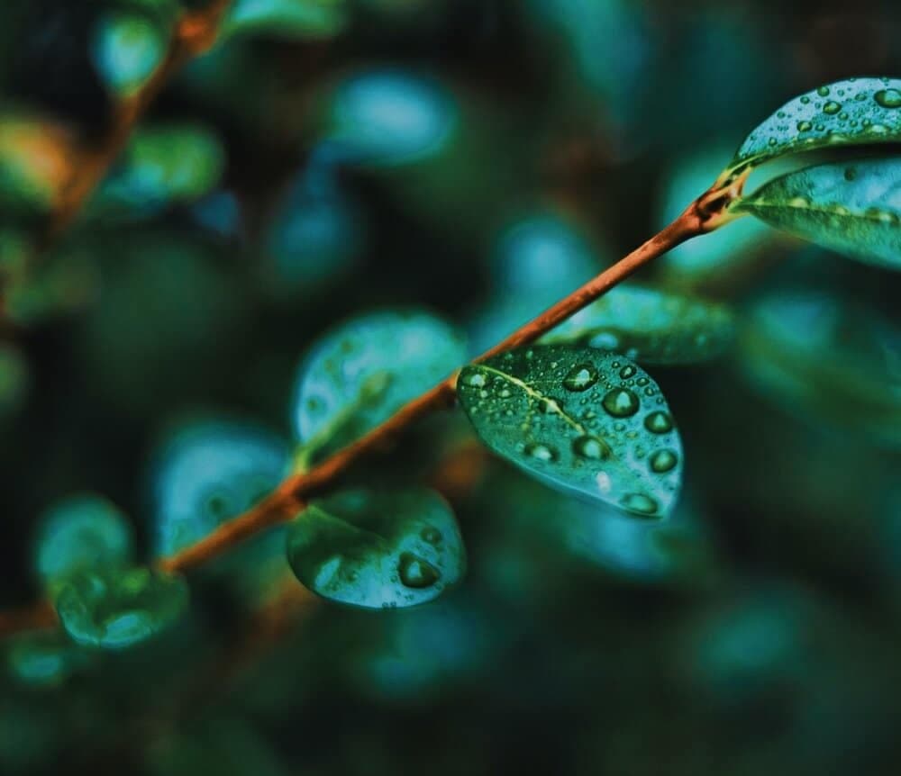 moody leaves