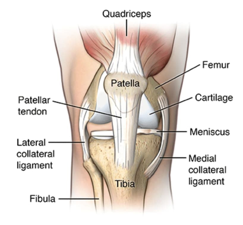 patellar tendon graph sf studios london