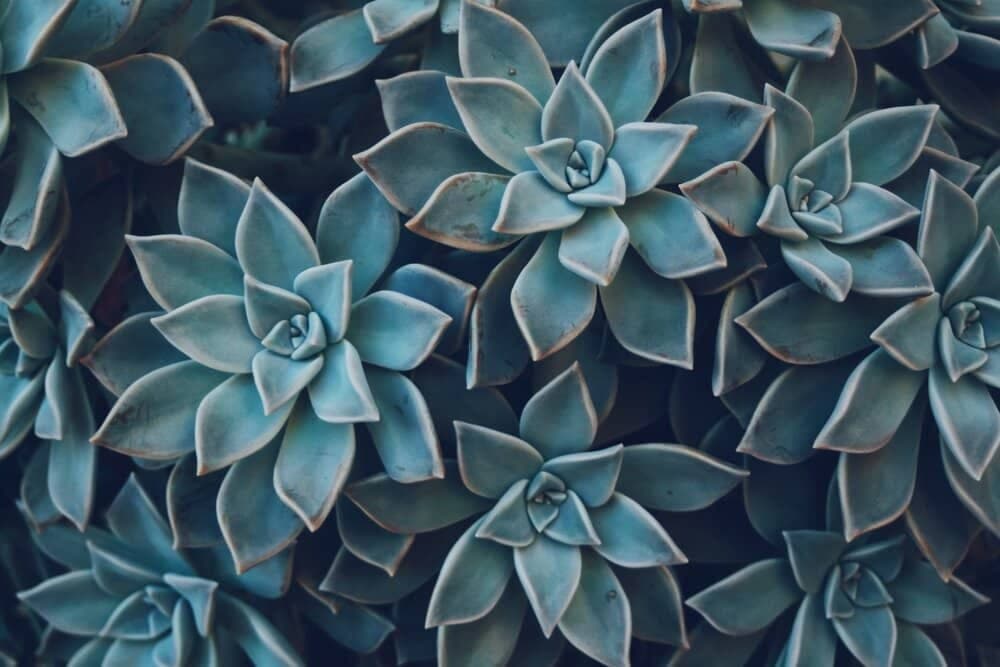 plants