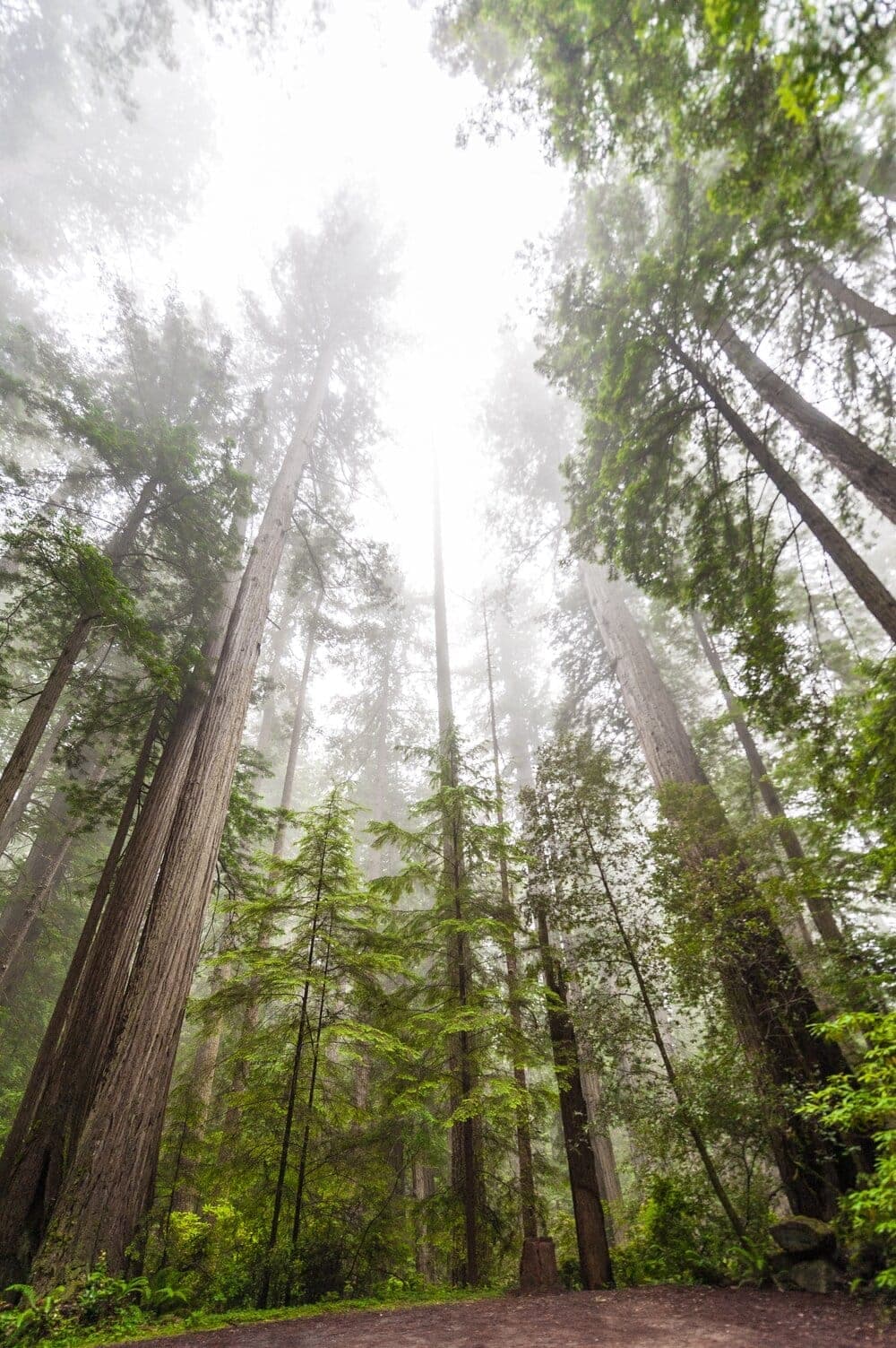 tall trees in a forest