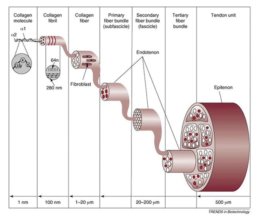 tendon structure and components