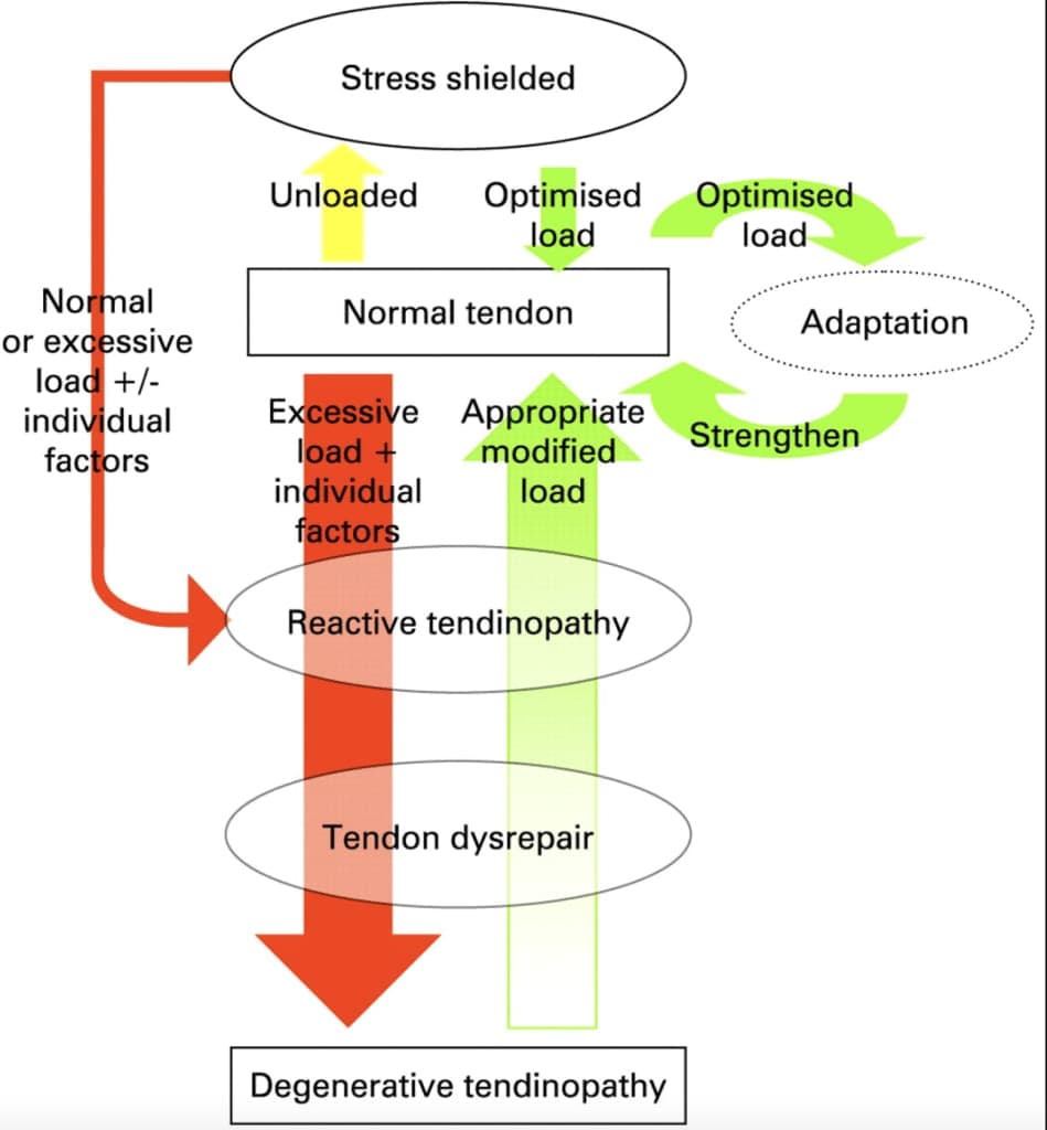 the tendon continuum